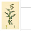 Artemisia Maritima Var. Genuina Sea Wormwood Var. A. by Anonymous