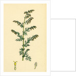 Artemisia Maritima Var. Genuina Sea Wormwood Var. A. by Anonymous
