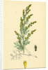 Artemisia Maritima Var. Gallica Sea Wormwood Var. B. by Anonymous