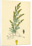 Artemisia Maritima Var. Gallica Sea Wormwood Var. B. by Anonymous