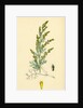 Artemisia Maritima Var. Gallica Sea Wormwood Var. B. by Anonymous