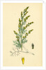 Artemisia Maritima Var. Gallica Sea Wormwood Var. B. by Anonymous