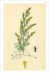 Artemisia Maritima Var. Gallica Sea Wormwood Var. B. by Anonymous