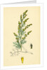 Artemisia Maritima Var. Gallica Sea Wormwood Var. B. by Anonymous