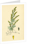Artemisia Maritima Var. Gallica Sea Wormwood Var. B. by Anonymous