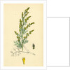 Artemisia Maritima Var. Gallica Sea Wormwood Var. B. by Anonymous