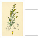 Artemisia Maritima Var. Gallica Sea Wormwood Var. B. by Anonymous
