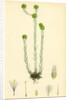 Filago Germanica Common Cudweed by Anonymous