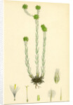 Filago Germanica Common Cudweed by Anonymous