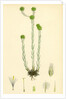 Filago Germanica Common Cudweed by Anonymous