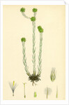 Filago Germanica Common Cudweed by Anonymous