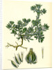 Filago Spathulata Spathulate Cudweed by Anonymous