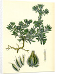 Filago Spathulata Spathulate Cudweed by Anonymous