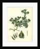 Filago Spathulata Spathulate Cudweed by Anonymous
