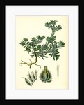 Filago Spathulata Spathulate Cudweed by Anonymous