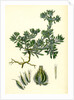 Filago Spathulata Spathulate Cudweed by Anonymous