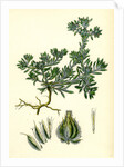 Filago Spathulata Spathulate Cudweed by Anonymous