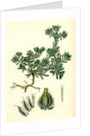 Filago Spathulata Spathulate Cudweed by Anonymous