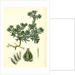 Filago Spathulata Spathulate Cudweed by Anonymous