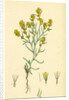 Gnaphalium Uliginosum Marsh Cudweed by Anonymous