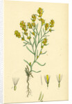 Gnaphalium Uliginosum Marsh Cudweed by Anonymous