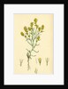 Gnaphalium Uliginosum Marsh Cudweed by Anonymous