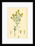 Gnaphalium Uliginosum Marsh Cudweed by Anonymous