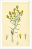 Gnaphalium Uliginosum Marsh Cudweed by Anonymous
