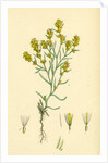 Gnaphalium Uliginosum Marsh Cudweed by Anonymous