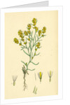 Gnaphalium Uliginosum Marsh Cudweed by Anonymous