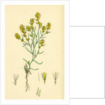 Gnaphalium Uliginosum Marsh Cudweed by Anonymous