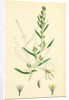 Gnaphalium Sylvaticum Upright Cudweed by Anonymous