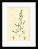 Gnaphalium Sylvaticum Upright Cudweed by Anonymous