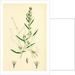 Gnaphalium Sylvaticum Upright Cudweed by Anonymous