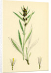 Gnaphalium Norvegicum Highland Cudweed by Anonymous
