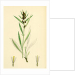 Gnaphalium Norvegicum Highland Cudweed by Anonymous