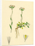 Gnaphalium Dioicum Var. Genuinum Mountain Everlasting Var. A. by Anonymous