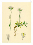 Gnaphalium Dioicum Var. Genuinum Mountain Everlasting Var. A. by Anonymous