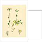 Gnaphalium Dioicum Var. Genuinum Mountain Everlasting Var. A. by Anonymous