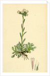 Gnaphalium Dioicum Var. Hyperboreum Mountain Everlasting Var. B. by Anonymous