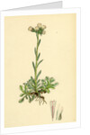 Gnaphalium Dioicum Var. Hyperboreum Mountain Everlasting Var. B. by Anonymous