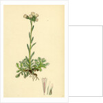 Gnaphalium Dioicum Var. Hyperboreum Mountain Everlasting Var. B. by Anonymous