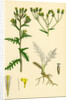 Senecio Sylvaticus Var. Genuinus Mountain Groundsel Var. A. by Anonymous