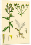 Senecio Sylvaticus Var. Genuinus Mountain Groundsel Var. A. by Anonymous