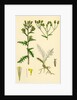 Senecio Sylvaticus Var. Genuinus Mountain Groundsel Var. A. by Anonymous