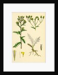Senecio Sylvaticus Var. Genuinus Mountain Groundsel Var. A. by Anonymous