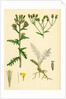 Senecio Sylvaticus Var. Genuinus Mountain Groundsel Var. A. by Anonymous