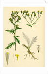 Senecio Sylvaticus Var. Genuinus Mountain Groundsel Var. A. by Anonymous