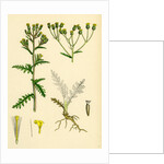 Senecio Sylvaticus Var. Genuinus Mountain Groundsel Var. A. by Anonymous