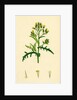 Senecio Sylvaticus Var. Auriculatus Mountain Groundsel Var. B. by Anonymous